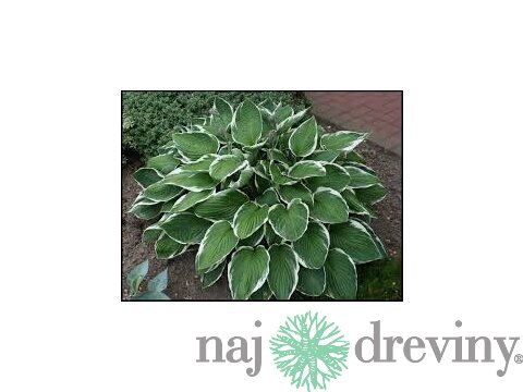 Hosta Francee 20/30 cm v črepníku 3l Hosta ‘Francee‘