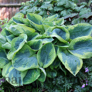 Hosta Frances Williams, v črepníku Hosta sieboldiana ‘Frances Williams‘