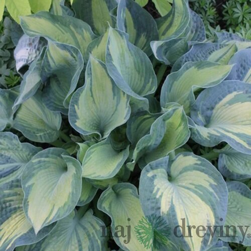 Hosta Golden Meadows, výška 25/35 cm v črepníku 3l Hosta Golden Meadows