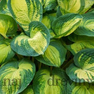 Hosta ‘Great Expectations‘ 20/30 cm v črepníku 3l Hosta ‘Great Expectations‘