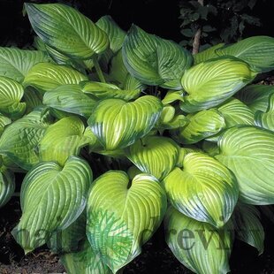 Hosta Guacamole 20/30 cm v črepníku 3l Hosta ‘Guacamole‘