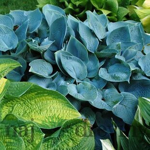 Hosta Hadspen Blue 20/30 cm v črepníku 3l Hosta ‘Hadspen Blue‘
