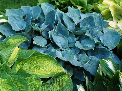 Hosta Hadspen Blue 20/30 cm v črepníku 3l Hosta ‘Hadspen Blue‘