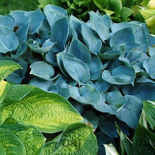 Hosta Hadspen Blue 20/30 cm v črepníku 3l Hosta ‘Hadspen Blue‘