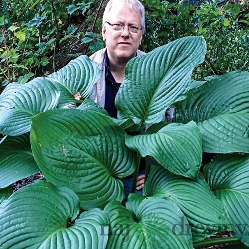 Hosta Kingsize 20/30 cm v črepníku 3l Hosta ‘Kingsize‘