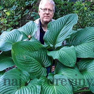 Hosta Kingsize 20/30 cm v črepníku 3l Hosta ‘Kingsize‘