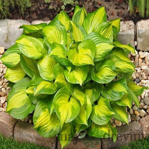 Hosta ‘Lakeside Banan Bay‘, v črepníku 10l Hosta ‘Lakeside Banan Bay‘