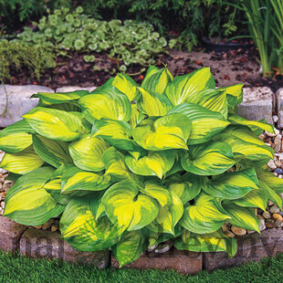 Hosta ‘Lakeside Banan Bay‘, v črepníku 3l Hosta ‘Lakeside Banan Bay‘