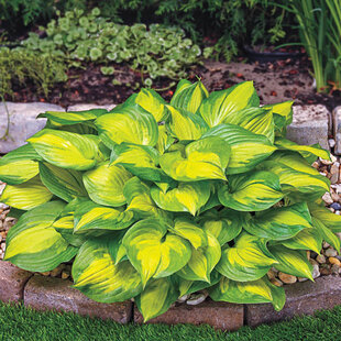 Hosta ‘Lakeside Banan Bay‘, v črepníku 3l Hosta ‘Lakeside Banan Bay‘