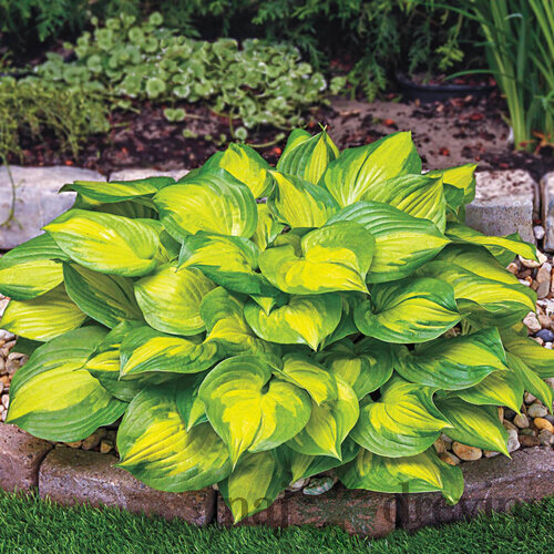 Hosta ‘Lakeside Banan Bay‘, v črepníku 3l Hosta ‘Lakeside Banan Bay‘