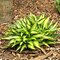 Hosta ‘Lakeside Little Tuft‘ 20/30 cm v črepníku 3l Hosta ‘Lakeside Little Tuft‘