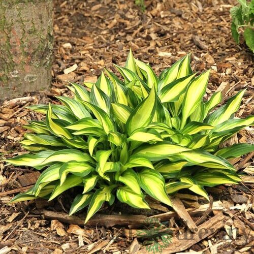 Hosta ‘Lakeside Little Tuft‘ 20/30 cm v črepníku 3l Hosta ‘Lakeside Little Tuft‘