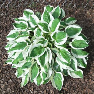 Hosta ‘Lakeside Minuteman 20/30 cm v črepníku 3l Hosta ‘Minuteman‘