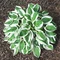 Hosta ‘Lakeside Minuteman 20/30 cm v črepníku 3l Hosta ‘Minuteman‘