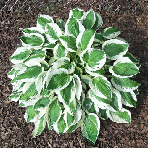 Hosta ‘Lakeside Minuteman 20/30 cm v črepníku 3l Hosta ‘Minuteman‘
