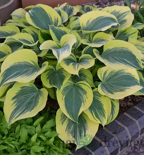 Hosta Liberty, výška 25/35 cm v črepníku 3l Hosta Liberty
