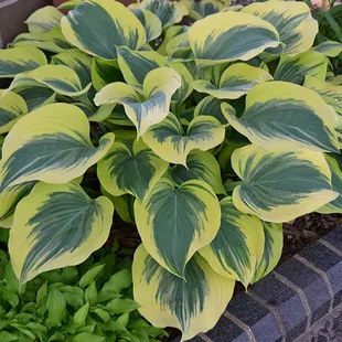 Hosta Liberty, výška 25/35 cm v črepníku 3l Hosta Liberty