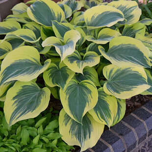 Hosta Liberty, výška 25/35 cm v črepníku 3l Hosta Liberty
