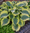 Hosta Liberty, výška 25/35 cm v črepníku 3l Hosta Liberty
