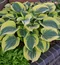 Hosta Liberty, výška 25/35 cm v črepníku 3l Hosta Liberty