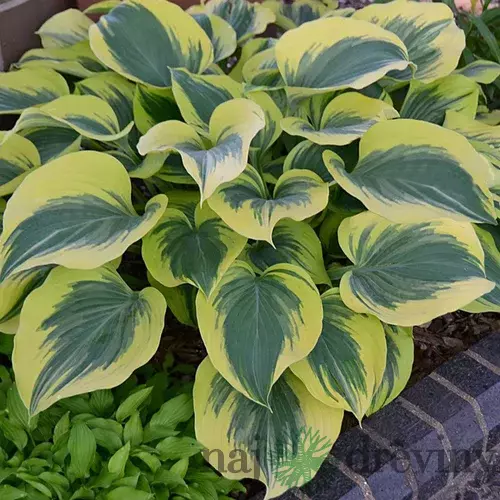 Hosta Liberty, výška 25/35 cm v črepníku 3l Hosta Liberty