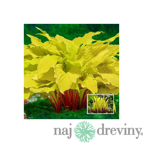 Hosta Lipstick Blond 25/35 cm v črepníku 3l Hosta ‘Lipstick Blond‘
