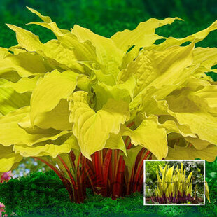 Hosta Lipstick Blond 25/35 cm v črepníku 3l Hosta ‘Lipstick Blond‘