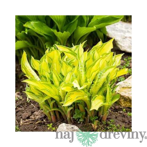 Hosta Lipstick Kiss 25/35 cm v črepníku 3l Hosta ‘Lipstick Kiss‘