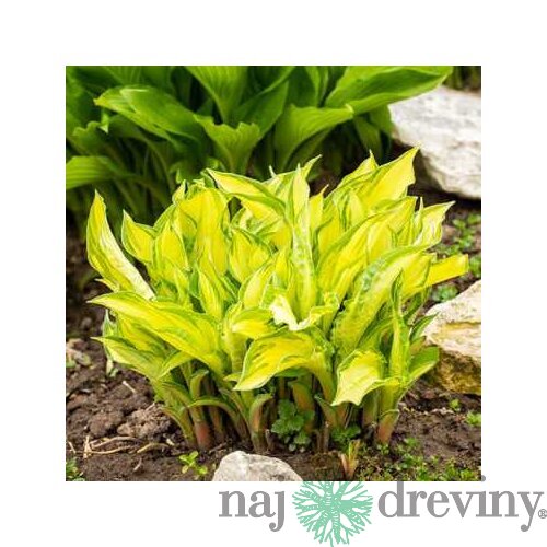 Hosta Lipstick Kiss 25/35 cm v črepníku 3l Hosta ‘Lipstick Kiss‘