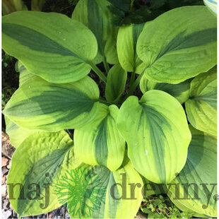 Hosta Moon Split 20/30 cm v črepníku 3l Hosta ‘Moon Split‘