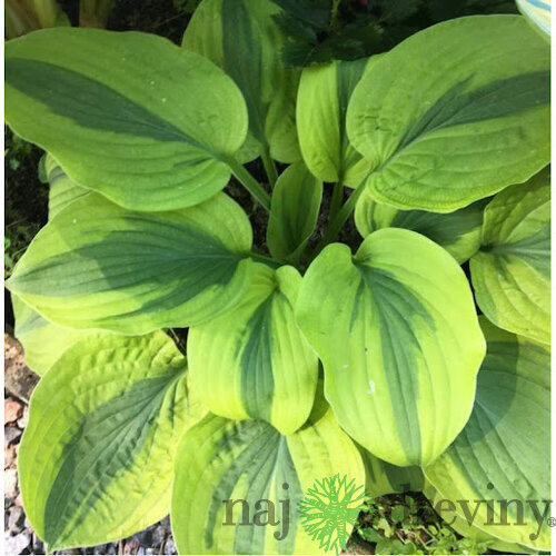 Hosta Moon Split 20/30 cm v črepníku 3l Hosta ‘Moon Split‘