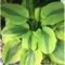 Hosta Moon Split 20/30 cm v črepníku 3l Hosta ‘Moon Split‘