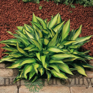 Hosta ‘Northern Exposure ,20/30 CM v črepníku 3l Hosta ‘Northern Exposure‘