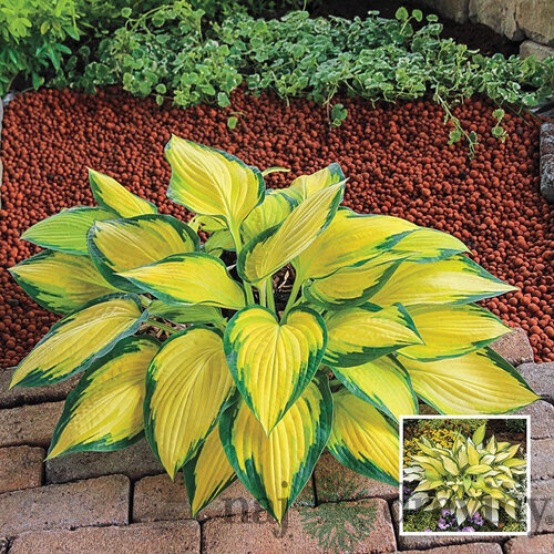 Hosta Orange Masrmelade 20/30 cm v črepníku 3l Hosta ‘Orange Marmalade‘