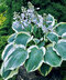 Hosta Orion´s Belt 20/30 cm v črepníku 3l Hosta Orion´s Belt