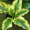 Hosta Paisley Border 20/30 cm v črepníku 3l Hosta ‘Paisley Border‘