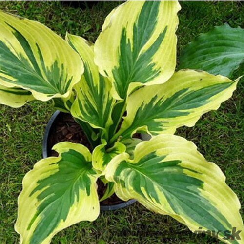 Hosta Paisley Border 20/30 cm v črepníku 3l Hosta ‘Paisley Border‘