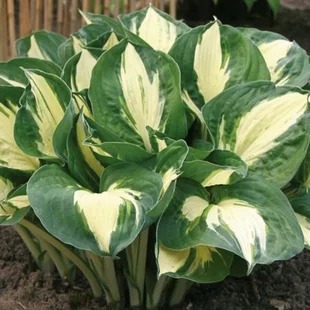 Hosta Pathfinder 20/30 cm v črepníku 3l Hosta Pathfinder