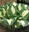 Hosta Pathfinder 20/30 cm v črepníku 3l Hosta Pathfinder