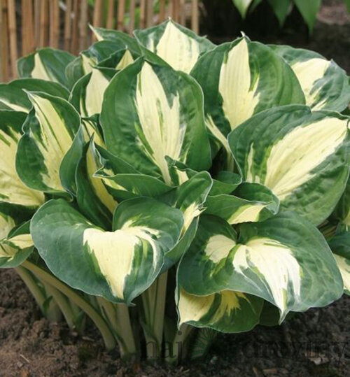 Hosta Pathfinder 20/30 cm v črepníku 3l Hosta Pathfinder