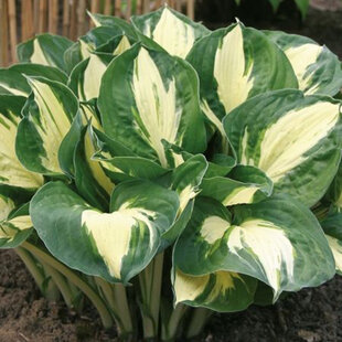 Hosta Pathfinder 20/30 cm v črepníku 3l Hosta Pathfinder