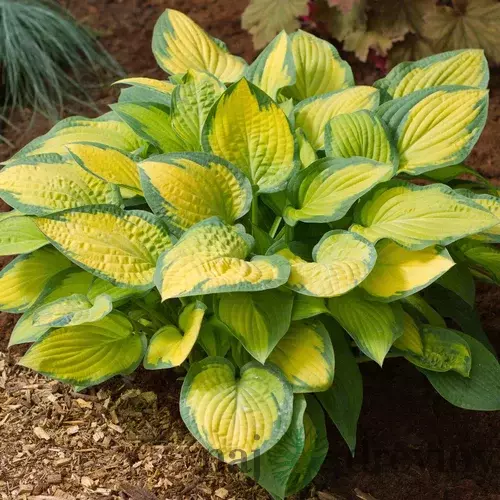 Hosta ‘Paul‘s Glory‘ 20/30 cm v črepníku 3l Hosta ‘Paul‘s Glory‘