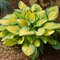 Hosta ‘Paul‘s Glory‘ 20/30 cm v črepníku 3l Hosta ‘Paul‘s Glory‘