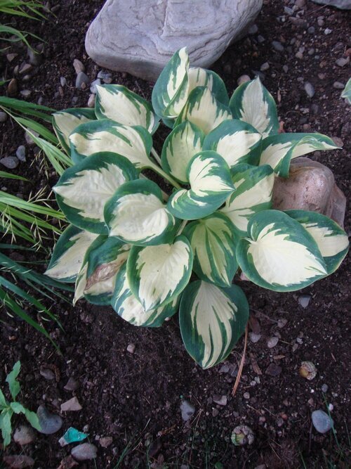 Hosta POPCORN 20/30 cm v črepníku 3l Hosta ‘Popcorn‘