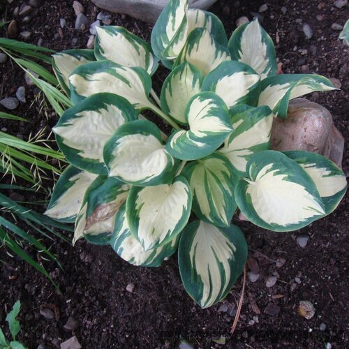 Hosta POPCORN 20/30 cm v črepníku 3l Hosta ‘Popcorn‘