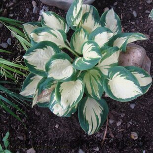 Hosta POPCORN 20/30 cm v črepníku 3l Hosta ‘Popcorn‘