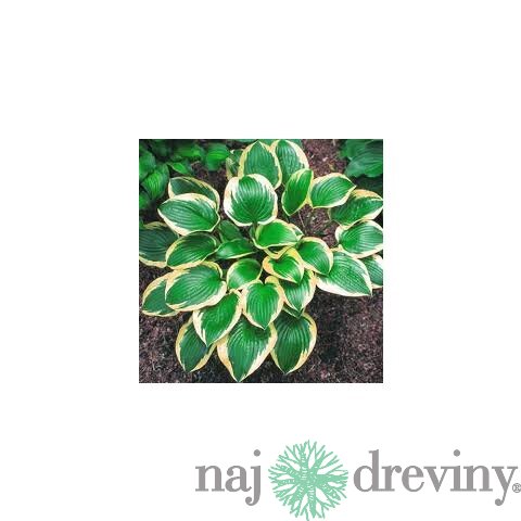 Hosta ‘Queen Josephine‘ 20/30 cm v črepníku 3l Hosta ‘Queen Josephine‘