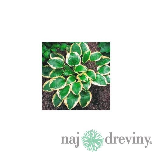 Hosta ‘Queen Josephine‘ 20/30 cm v črepníku 3l Hosta ‘Queen Josephine‘