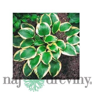 Hosta ‘Queen Josephine‘ 20/30 cm v črepníku 3l Hosta ‘Queen Josephine‘