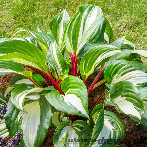 Hosta ‘Raspberry Sundae‘,20/30 cm v črepníku 3l Hosta ‘Raspberry Sundae‘